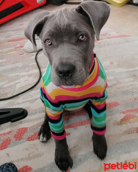Cane Corso Italiano, Köpek  Delta fotoğrafı