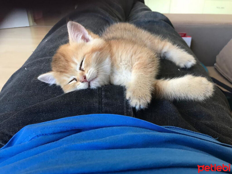 British Shorthair, Kedi  Yumak fotoğrafı