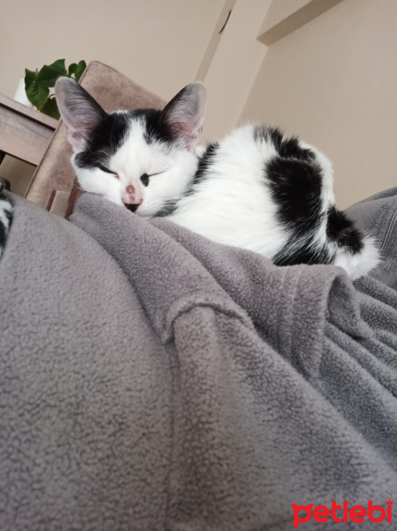 Tekir Kedi, Kedi  Luna fotoğrafı