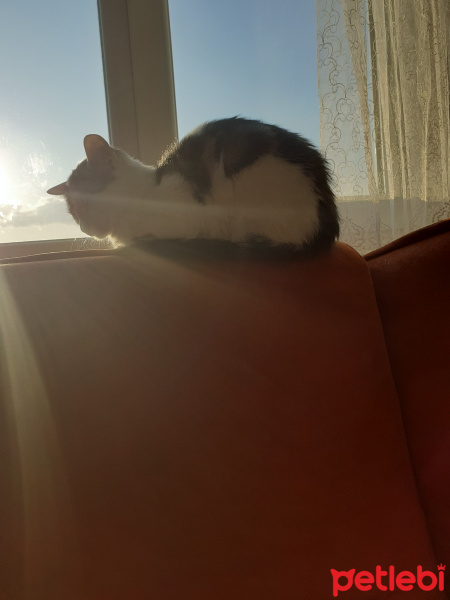 Tekir Kedi, Kedi  Ponçik fotoğrafı