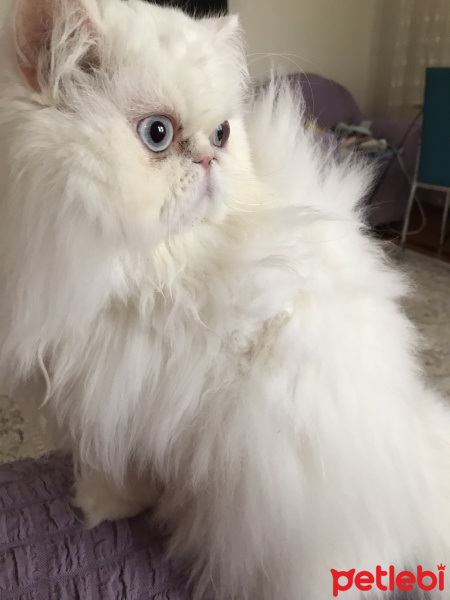 Chinchilla, Kedi  Wendy fotoğrafı