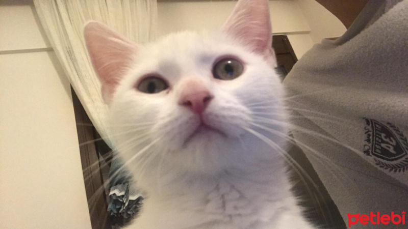 British Shorthair, Kedi  Daisy fotoğrafı