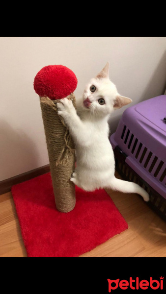 British Shorthair, Kedi  Daisy fotoğrafı