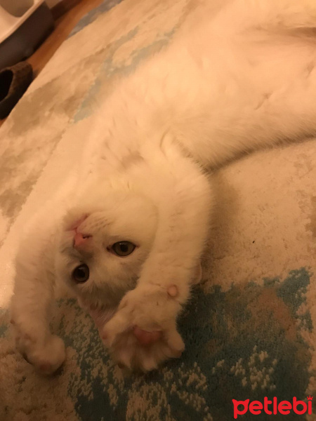 British Shorthair, Kedi  Daisy fotoğrafı