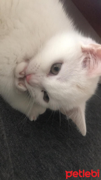 British Shorthair, Kedi  Daisy fotoğrafı