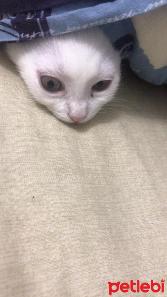 British Shorthair, Kedi  Daisy fotoğrafı