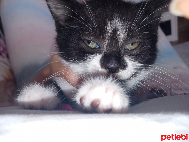 Tekir Kedi, Kedi  Kıvılcım fotoğrafı