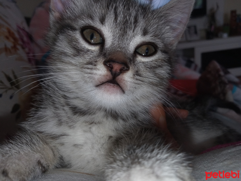 Tekir Kedi, Kedi  Kıvılcım fotoğrafı