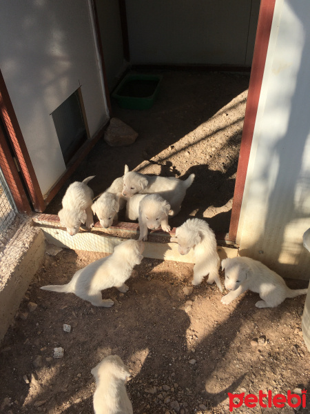 Akbaş, Köpek  Akbaş Yavruları fotoğrafı
