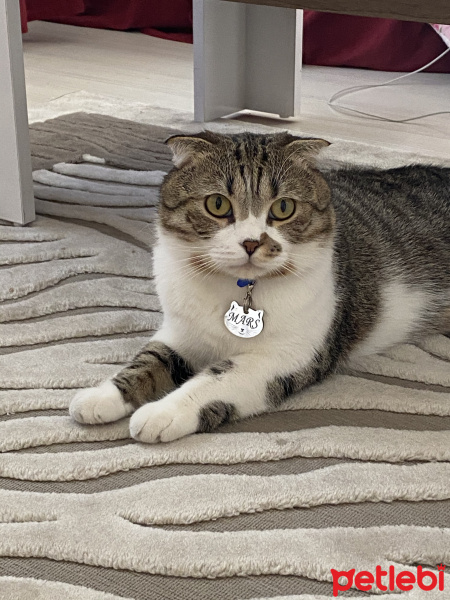 Scottish Fold, Kedi  Mars fotoğrafı