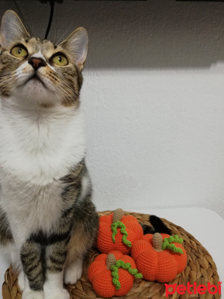 Tekir Kedi, Kedi  Püskül fotoğrafı