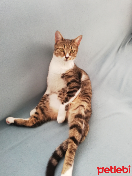 Tekir Kedi, Kedi  Püskül fotoğrafı