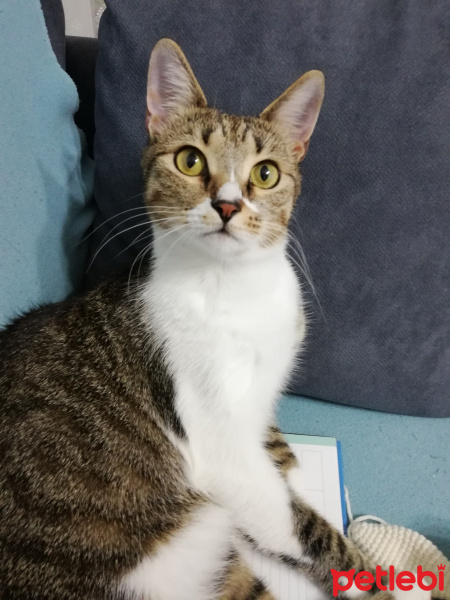 Tekir Kedi, Kedi  Püskül fotoğrafı