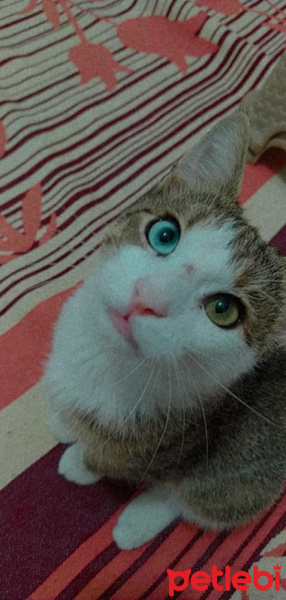Van Kedisi, Kedi  van kedisi kırması güzel oğlum mavi fotoğrafı