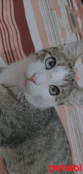 Van Kedisi, Kedi  van kedisi kırması güzel oğlum mavi fotoğrafı