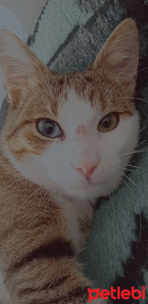 Van Kedisi, Kedi  van kedisi kırması güzel oğlum mavi fotoğrafı