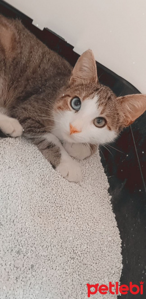 Van Kedisi, Kedi  van kedisi kırması güzel oğlum mavi fotoğrafı