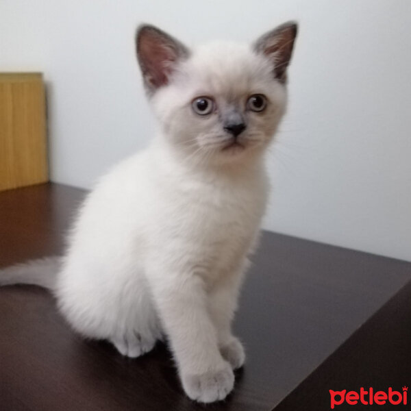 British Shorthair, Kedi  Boncuk fotoğrafı