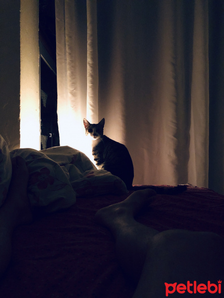 Tekir Kedi, Kedi  Putin fotoğrafı