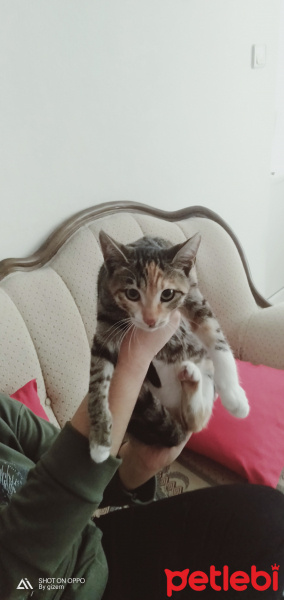 Tekir Kedi, Kedi  Tarçın fotoğrafı