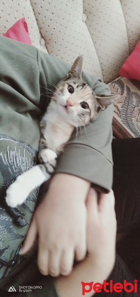 Tekir Kedi, Kedi  Tarçın fotoğrafı