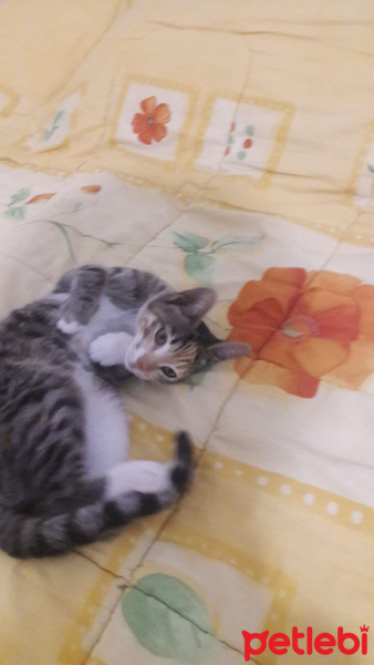 Tekir Kedi, Kedi  Tarçın fotoğrafı