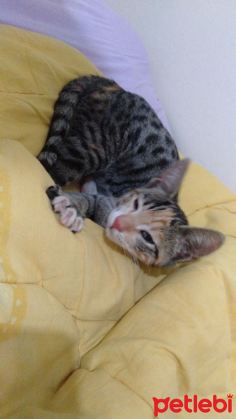 Tekir Kedi, Kedi  Tarçın fotoğrafı