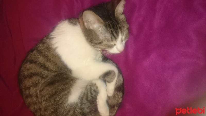 Tekir Kedi, Kedi  Minnoş fotoğrafı