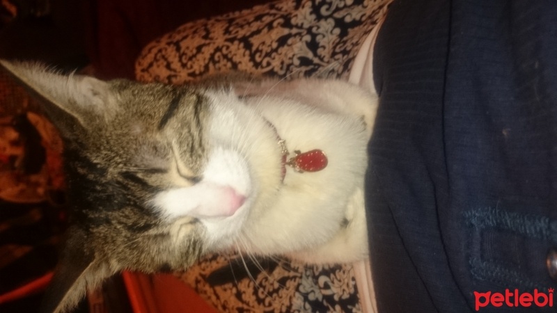 Tekir Kedi, Kedi  Minnoş fotoğrafı