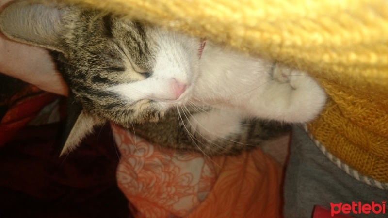 Tekir Kedi, Kedi  Minnoş fotoğrafı