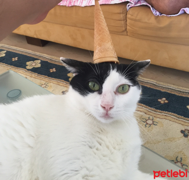 Tuxedo (Smokin) Kedi, Kedi  Şans fotoğrafı