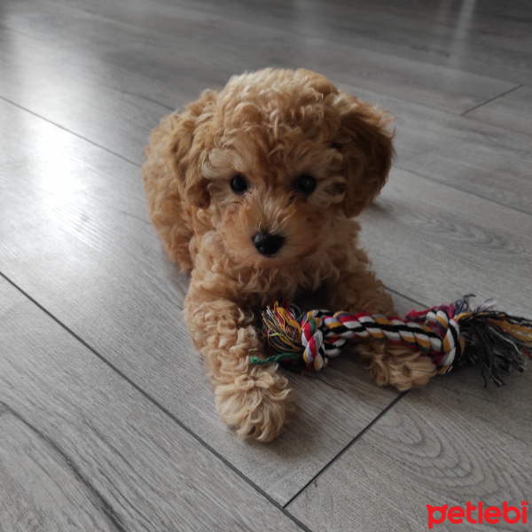 Poodle (Minyatür Kaniş), Köpek  Şila fotoğrafı
