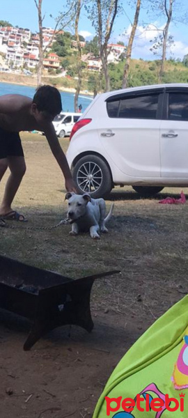 Dogo Arjantin, Köpek  Mila fotoğrafı