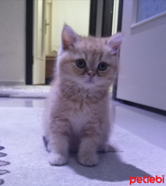 British Shorthair, Kedi  Yumak fotoğrafı