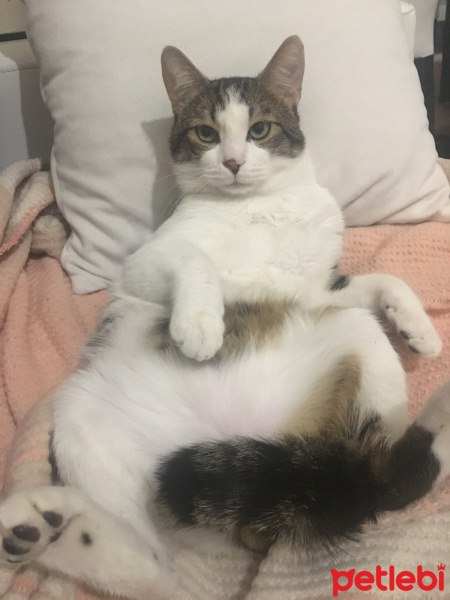 Tekir Kedi, Kedi  Pakize fotoğrafı