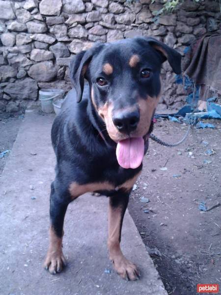 Rottweiler, Köpek  CASH fotoğrafı