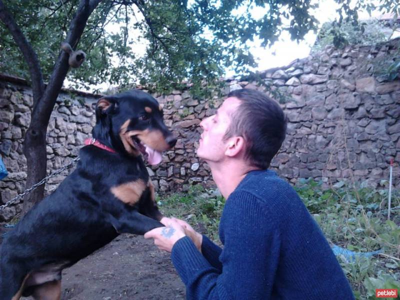 Rottweiler, Köpek  CASH fotoğrafı