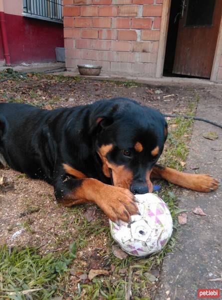 Rottweiler, Köpek  CASH fotoğrafı