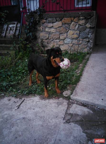 Rottweiler, Köpek  CASH fotoğrafı