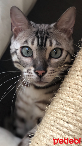 Bengal, Kedi  Plushka Soft Snow Silver Lining (Hugo) fotoğrafı