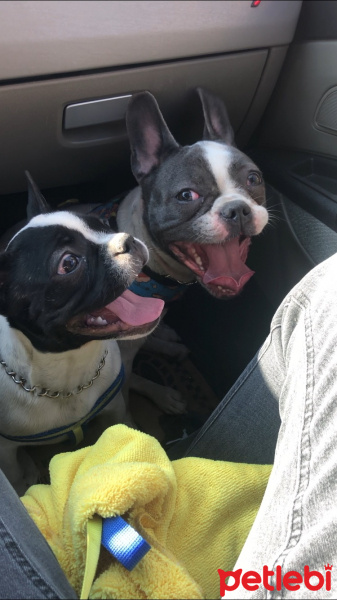 Fransız Bulldog, Köpek  Bella fotoğrafı