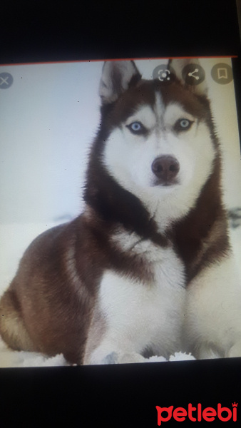 Sibirya Kurdu (Husky), Köpek  Sibirya kurdu fotoğrafı