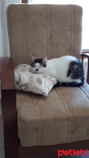 Tekir Kedi, Kedi  Dewey fotoğrafı