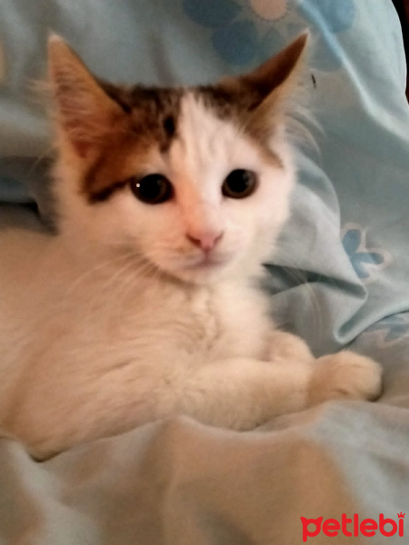 Tekir Kedi, Kedi  Sütlaç fotoğrafı