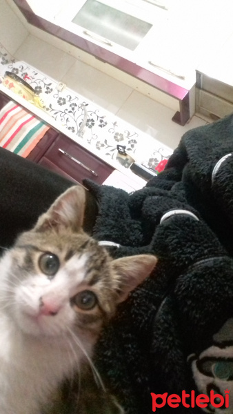 American Wirehair, Kedi  Şanslı fotoğrafı
