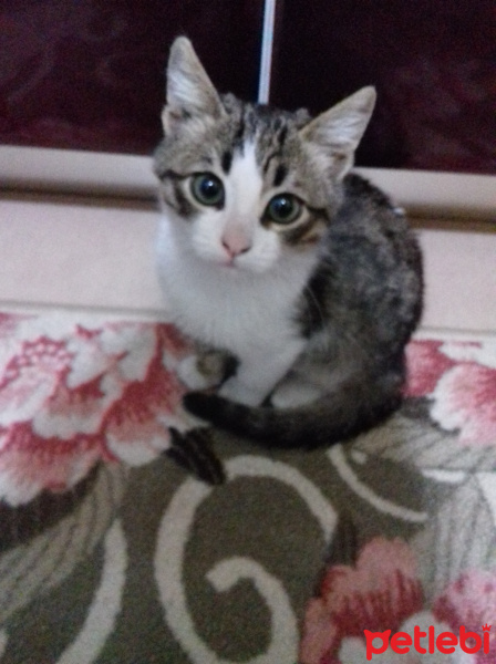 American Wirehair, Kedi  Şanslı fotoğrafı