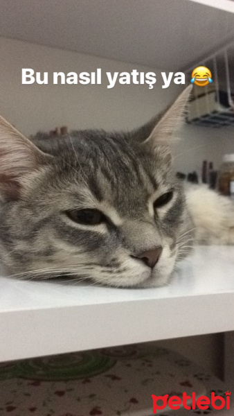 Tekir Kedi, Kedi  Gümüş fotoğrafı