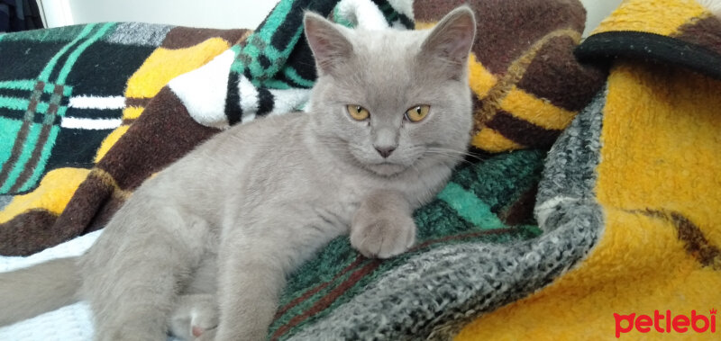 British Shorthair, Kedi  Kültigin fotoğrafı