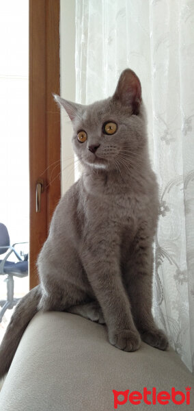 British Shorthair, Kedi  Kültigin fotoğrafı