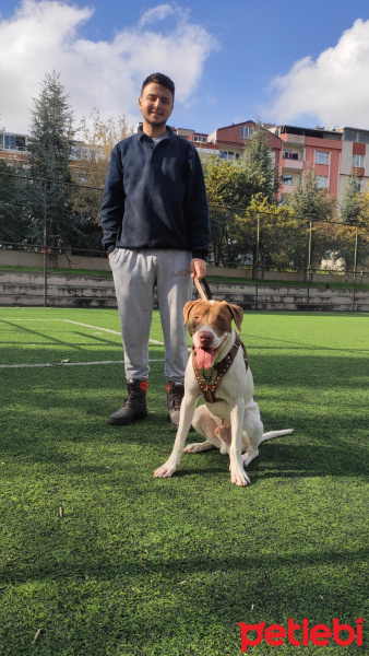 Pointer, Köpek  Çakır fotoğrafı